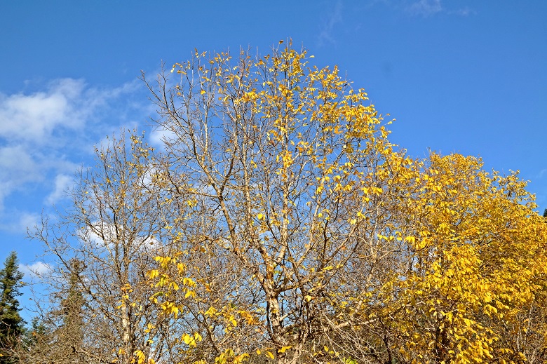 mainalo