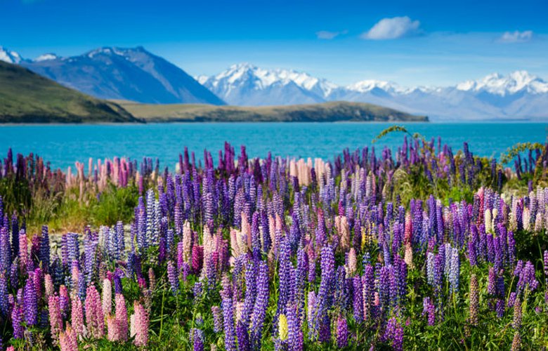 LakeTekapo shutterstock 155246192 ok1
