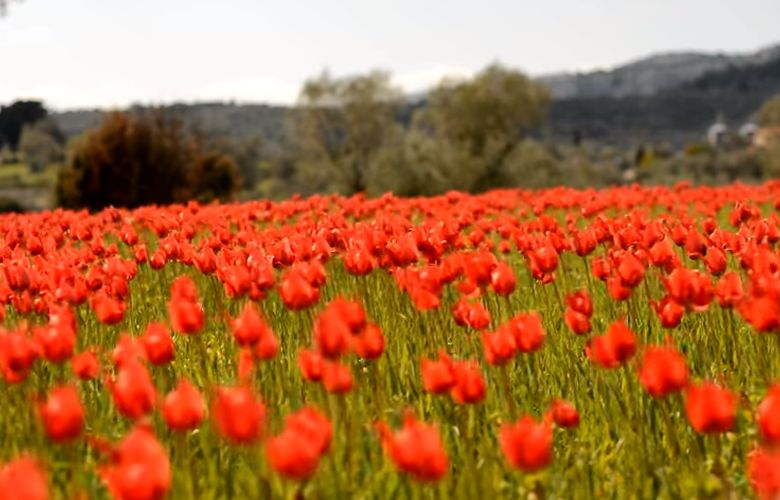 Οι άγριες τουλίπες της Χίου «πλημμύρισαν» το νησί 4 Clipboard02 5