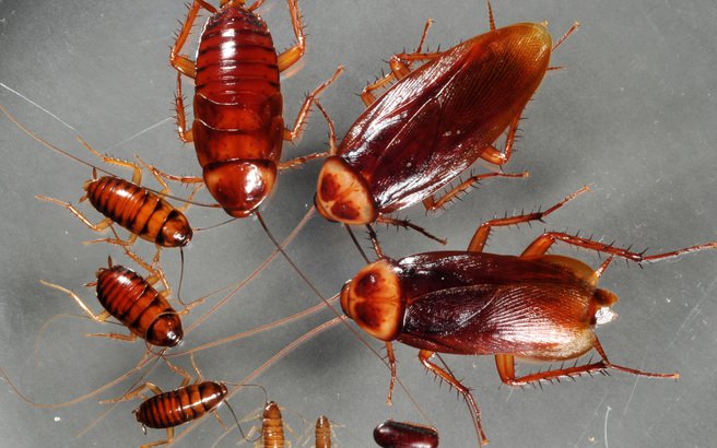 americancockroachadult 1.medium