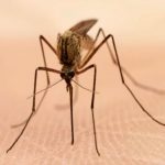 64682707 mosquito thinkstock624 1