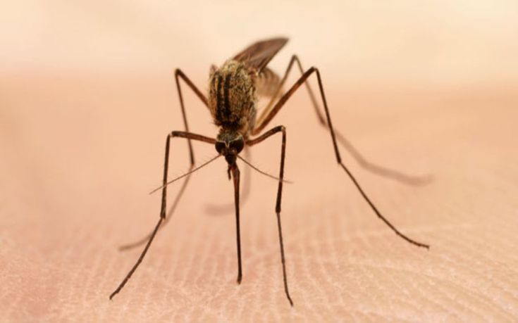 64682707 mosquito thinkstock624
