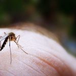 mosquito 1
