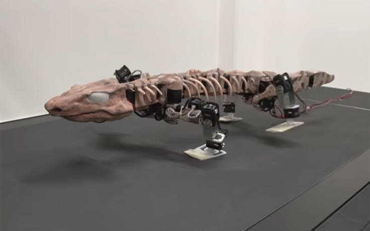 dgtyr