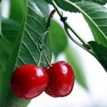 cherry 1