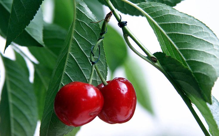 Πώς μπορείτε να σβήσετε τις ρυτίδες με κεράσια