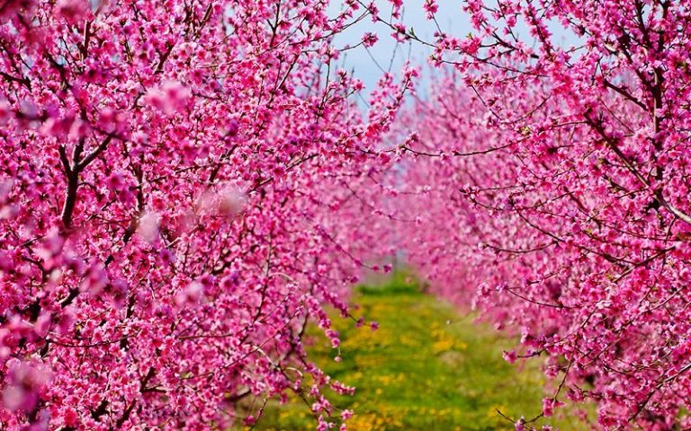 Οι ανθισμένες ροδακινιές προσελκύουν Ιάπωνες τουρίστες