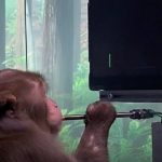 maimo video game ape1