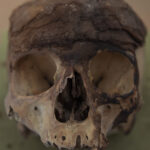 ap skull