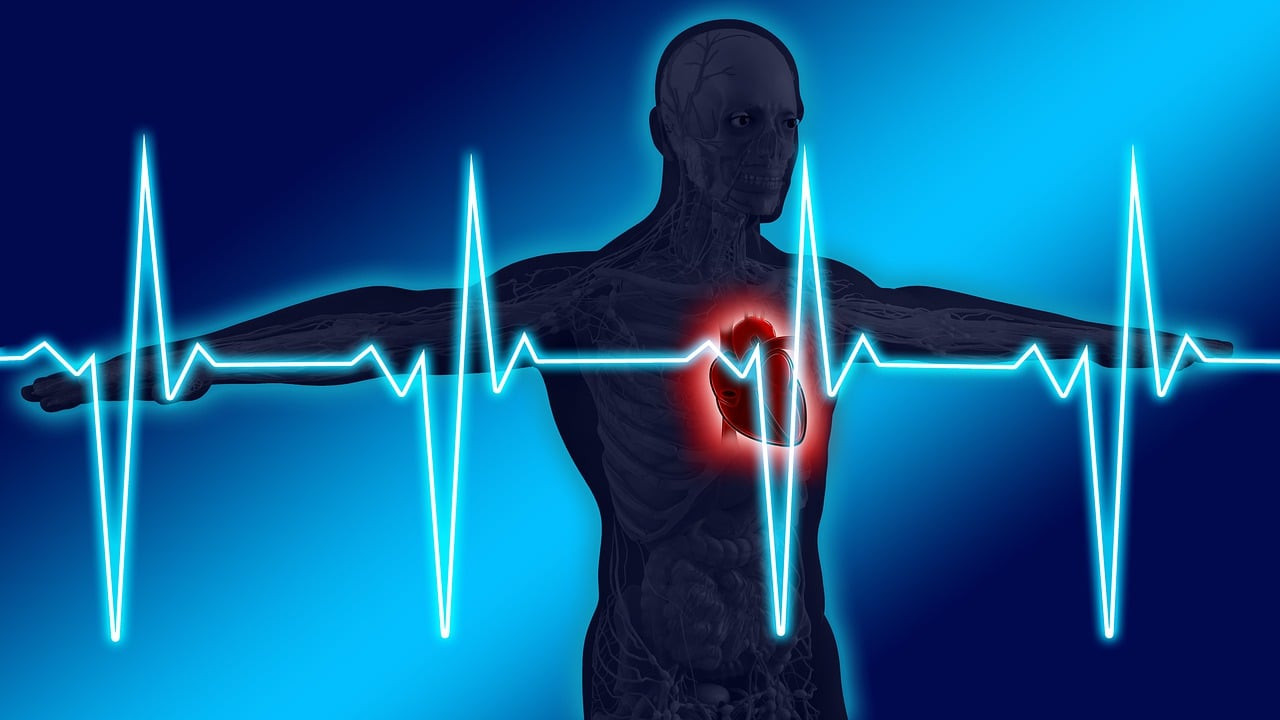 anatomy 7192719 1280