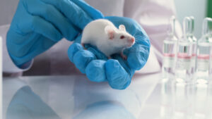 Ερευνητές αναζωογόνησαν το ανοσοποιητικό σύστημα σε ηλικιωμένα ποντίκια