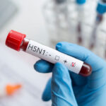 H5N1: «Tεράστια ανησυχία» για την μετάδοση της γρίπης των πτηνών στους ανθρώπους