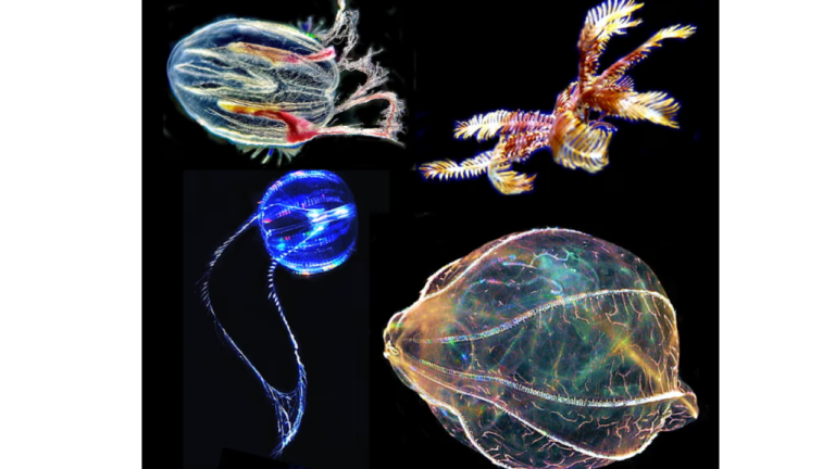 Επιστήμονες μελετούν το πλαγκτόν για να μάθουν τα μυστικά της ανθρώπινης βιολογίας