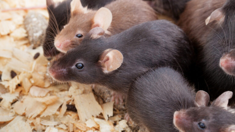 Θα μπορούσε το σπέρμα ποντικού να είναι το μέλλον της ανθρωπότητας; Τι εξετάζεται στο διάστημα