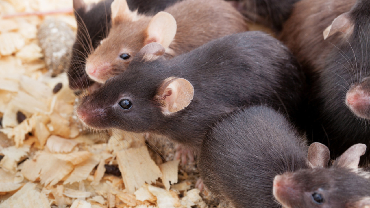 shutterstock laboratory mouses