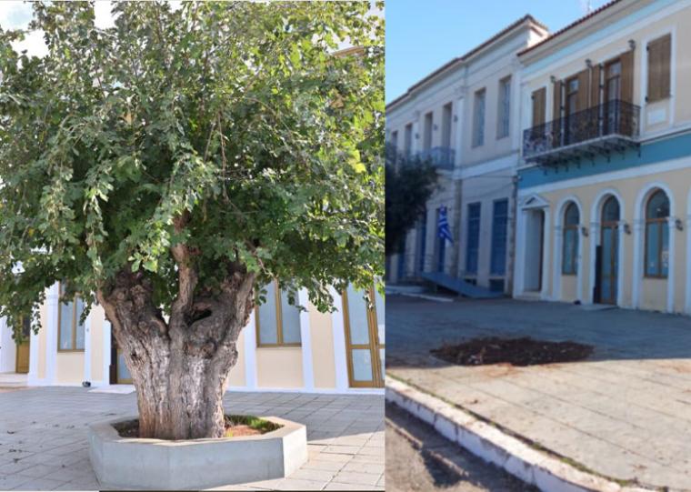 Καταστροφή μνημειακού δέντρου του Δικτύου Αιωνόβιων Δέντρων Ελληνικής Επανάστασης