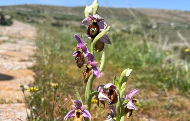 Άνοιξη με άγριες ορχιδέες στην Λέσβο στη σκιά απολιθωμένων κορμών ηλικίας 20 εκατομμυρίων ετών
